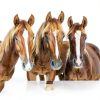 Farnam MaxFlex XR Joint Supplement for Horses 30 Day Supply-5
