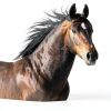 Horse Health Joint Combo Hoof & Coat Supplement 3.75 lb 30-Day Supply-6