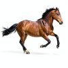 Farnam MaxFlex XR Joint Supplement for Horses 30 Day Supply-4
