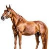 Equine Joint Supplement 8 in 1 Strength by Daybreak Nutrition 964g-2