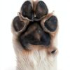Lick Safe Dog Paw Balm with Coconut Oil and Shea Butter 2.1 oz-4