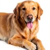 Lick Safe Dog Paw Balm with Coconut Oil and Shea Butter 2.1 oz-6